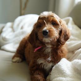 Goldendoodle Puppies from Blissful Doodles