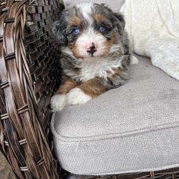 Bodhi - Blue merle male Bernedoodle puppy in Holtwood, Pennsylvania from Country Ridge Puppies