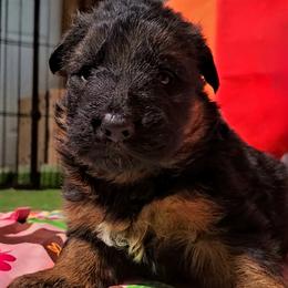 Wednesdays - Pink Collar - Black and red female German Shepherd puppy in Charlotte, North Carolina from Zuflucht K9s