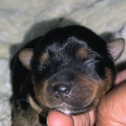 Kobi - Black and tan male Yorkshire Terrier puppy in North Chesterfield, Virginia from YorkieLover