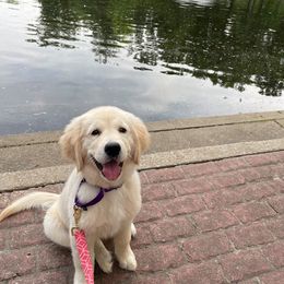 Golden Retriever Puppies from EP's Golden Retrievers