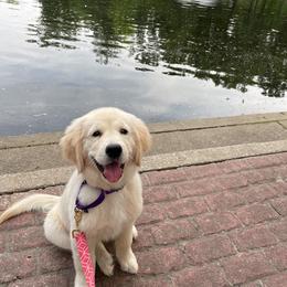 Golden Retriever Puppies from EP's Golden Retrievers