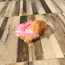 Ariel - Piebald female Dachshund puppy in Plantation, Florida from Lovelaced Pups