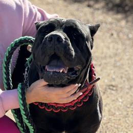 Gia - Cane Corso