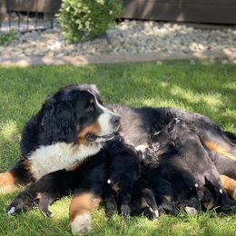 Bernese Mountain Dog Puppies from Maumee Berners