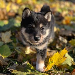 Bernadette (Bernie) - Black and tan female Shiba Inu puppy in Racine, Wisconsin from Belle City Shibas
