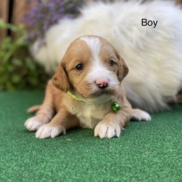 Labradoodle Puppies from Caribbean Breeders