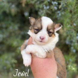 Jewel - Fluffy - Red female Pembroke Welsh Corgi puppy in Anderson, California from Flying K Corgis