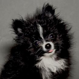 Oreo - Black parti male Pomeranian puppy in San Diego, California from BC Breeders Association