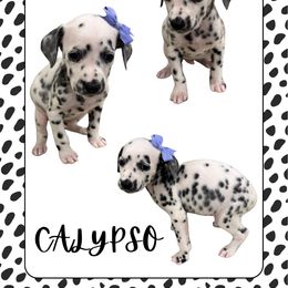 CALYPSO - White and black female Dalmatian puppy in Waxahachie, Texas from Tiff’s Dalmatian Plantation