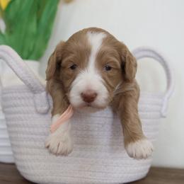 Girl 1 - Lady's litter - Apricot female Goldendoodle puppy in Hobbs, New Mexico from Goldie Locks Golden Retrievers & Doodles