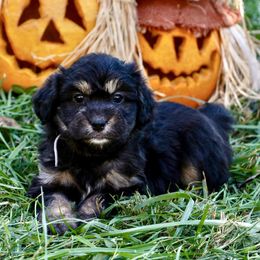White Girl - Black phantom female Aussiedoodle puppy in Burkesville, Kentucky from Bline’s Awesome Aussies & Doxies at the Bline Family Farm