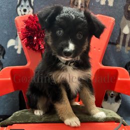 Miniature American Shepherd, Miniature Australian Shepherd, and Toy Australian Shepherd Puppies from Goading Glee Glade