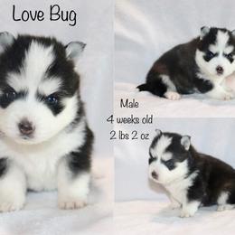 Love Bug - Black and white male Pomsky puppy in Denham Springs, Louisiana from Bayouland Pomskies