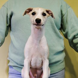 Farkas - Fawn Whippet puppy in Muncie, Indiana from Valenwood Whippets