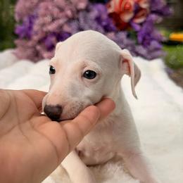 Positano - White male Italian Greyhound puppy in Lakeland, Florida from Elite Doxies Florida