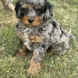 Ruby - Blue merle female Bernedoodle puppy in Saint Francis, Kansas from Land of Oz Doodles
