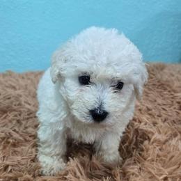 Fionna-purple spot - White female Bichon Frise puppy in Carthage, Missouri from Cooley's Cuddle Pups