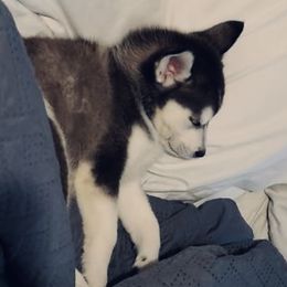 Siberian Husky Puppies from Betty's Huskies