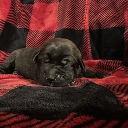 Black Male with white strip on chest - Labrador Retriever puppy from Kennels at 3551