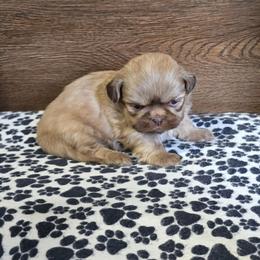 Male 2 - Liver male Shih Tzu puppy in Meadows Of Dan, Virginia from Walt’s Shih Tzus