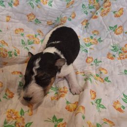 Sir Lancelot - White black and tan male Wire Fox Terrier puppy in Lancaster, Missouri from Missouri Meadows Farm