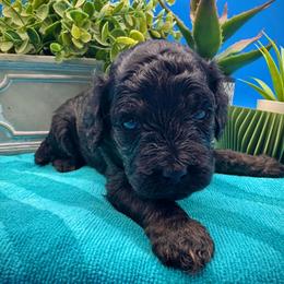 Poppy - Black and tan female Cavapoo puppy in Selma, Texas from Sage Mini Doodles