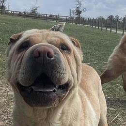 Bama - Chinese Shar-Pei