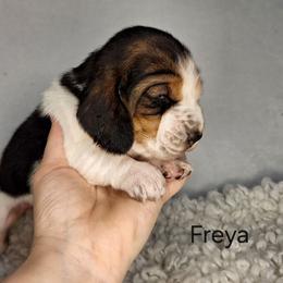 Freya - Black brown and white female Basset Hound puppy in Mack's Creek, Missouri from Mack's Creek Basset Hounds