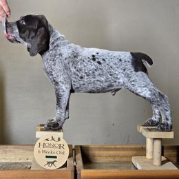 Macaroon - German Shorthaired Pointer puppy from Honor German Shorthaired Pointers