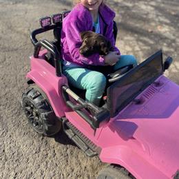 Labrador Retriever Puppies from Limestone River Labradors