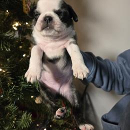Max - Black male Pug puppy in Auburn, Kentucky from Prentice Family Pugs, Bugs & Corgis