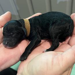 Brown - Black female Goldendoodle puppy in Fairfield, California from Twin Sisters Doodles