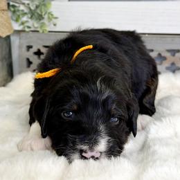 Elf - Tri-color male Bernedoodle puppy in Hegins, Pennsylvania from Bubbling Springs Doodles, LLC
