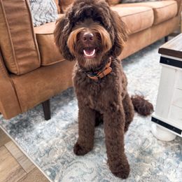 Tracker - Goldendoodle