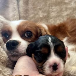 Cavalier King Charles Spaniels from Troester Basin Farm