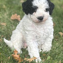 Black Collar Parti Girl - Parti female Goldendoodle puppy in Colorado Springs, Colorado from Pikes Peak Doodles