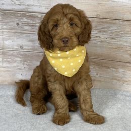 Bobbie - Chocolate male Goldendoodle puppy in Millersburg, Ohio from Ohio Puppy Paws