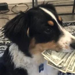 Bacon - Miniature Australian Shepherd
