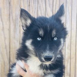 Kona - Agouti and white female Siberian Husky puppy in Thomasville, Georgia from Southern Blues Siberian Huskies
