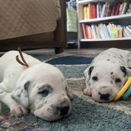 Dalmatian Puppies from New Horizonz Dobermans and Dalmatians