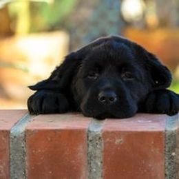Beagle and Labrador Retriever Puppies from Jackpot Farms
