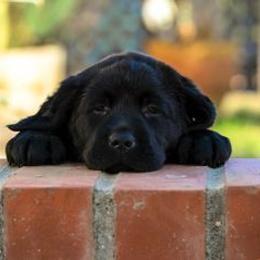 Beagle and Labrador Retriever Puppies from Jackpot Farms