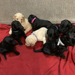 Poodle Puppies from Petal Poodles