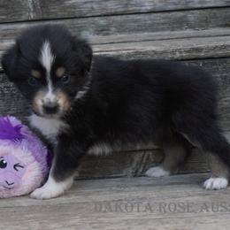 Girl 3 - female Australian Shepherd puppy in Burbank, South Dakota from Dakota Rose Aussies