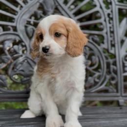 Eloise - Blenheim female Cavapoo puppy in Arlington, Texas from Van Haselen Poodles and Doodles