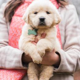 Golden Retriever Puppies from Mule City Kennels