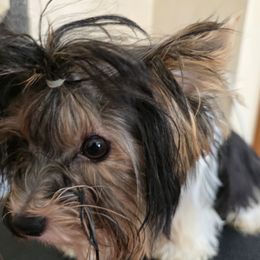 Wish aka Vixen - Black tan and white female Biewer Terrier puppy in Chesapeake, Virginia from Bellissima Biewers & Yorkies
