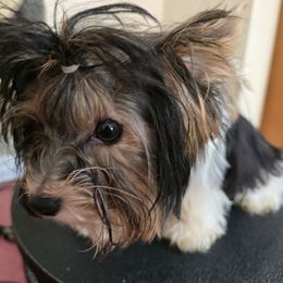 Wish aka Vixen - Black tan and white female Biewer Terrier puppy in Chesapeake, Virginia from Bellissima Biewers & Yorkies