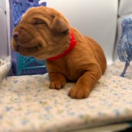 Kristoff - Yellow male Labrador Retriever puppy in Carlsbad, New Mexico from ECMO Farm Dalmatians & Labrador Retrievers